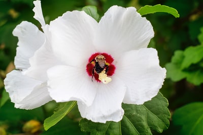 布朗蜜蜂白色花瓣的花朵植物
